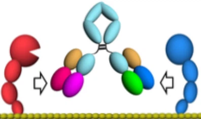 Emizumab monoklonalne przeciwciało na hemofilia