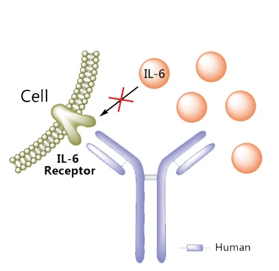 Sarilumab Monoclonal Antibody For Rheumatoid Arthritis