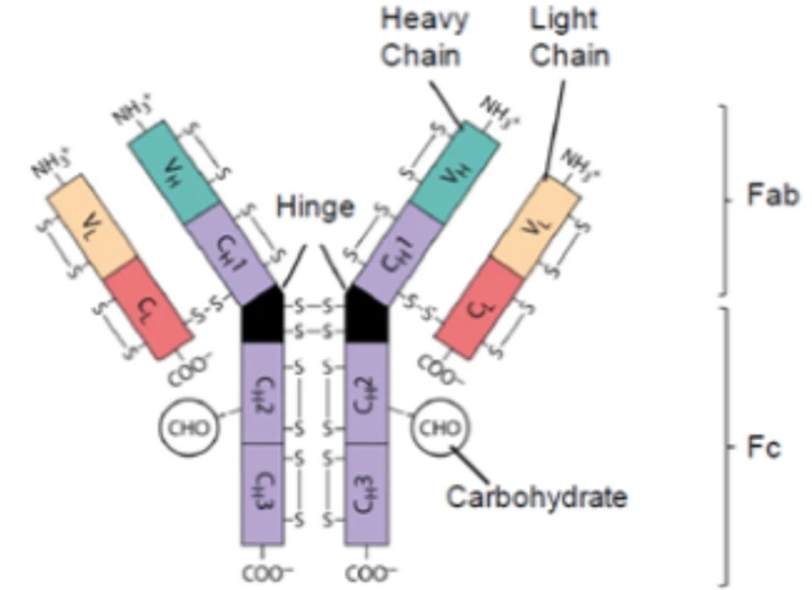 Przeciwciało monoklonalne weedolizumab
